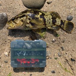 タケノコメバル