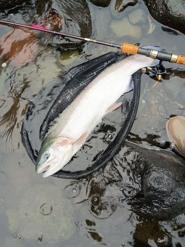 ニジマスの釣果