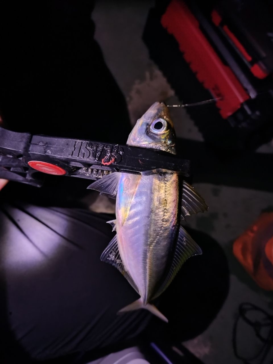 カサゴ