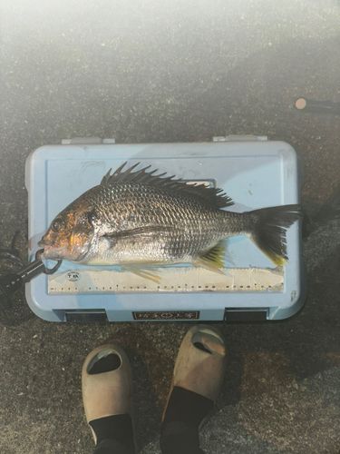 キビレの釣果