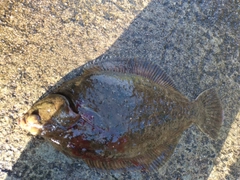 マコガレイの釣果