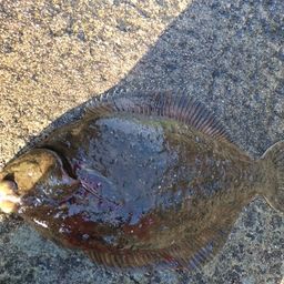 マコガレイ