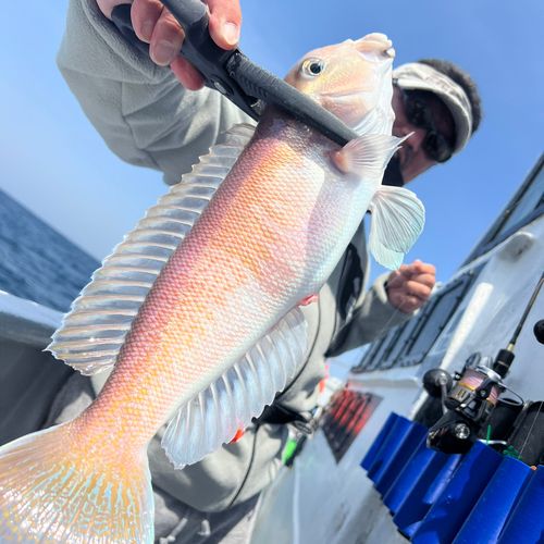 シロアマダイの釣果