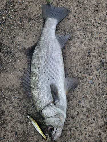 ヒラスズキの釣果