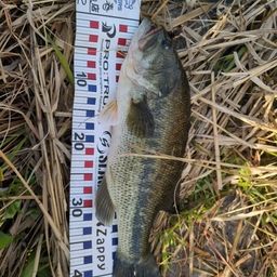 ラージマウスバス