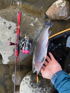 ニジマスの釣果