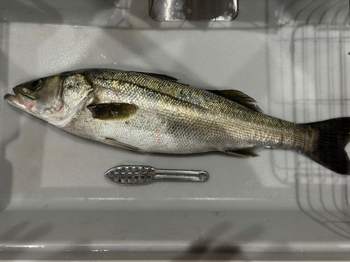 スズキの釣果