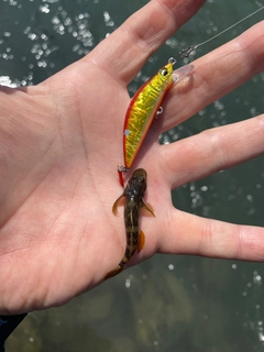 ヨシノボリの釣果