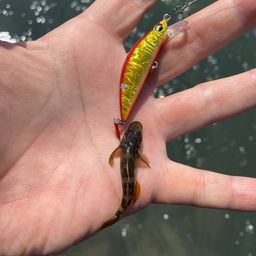 ヨシノボリ