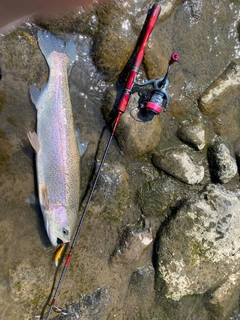 ニジマスの釣果