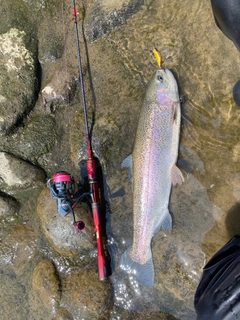 ニジマスの釣果