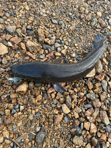 ライギョの釣果