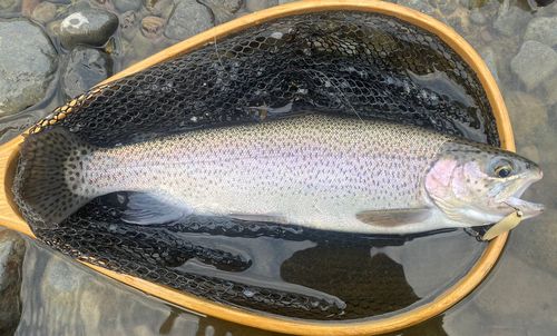 ニジマスの釣果