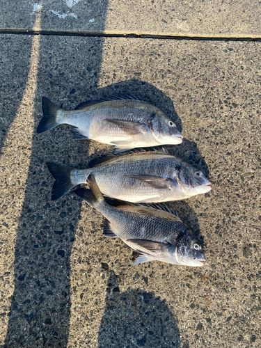 クロダイの釣果