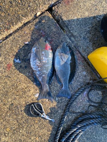 クロダイの釣果