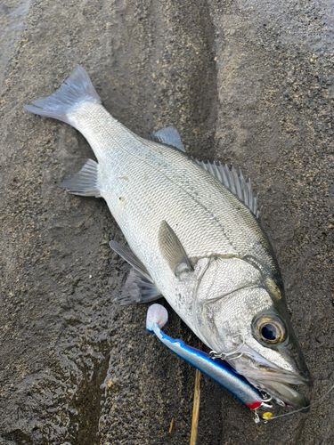 セイゴ（ヒラスズキ）の釣果