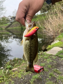 ラージマウスバスの釣果