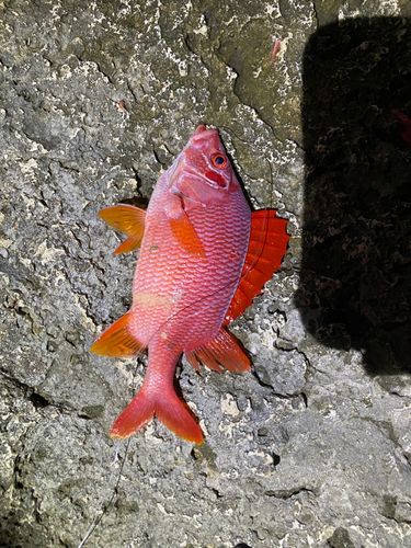 トガリエビスの釣果