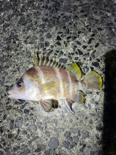 コショウダイの釣果