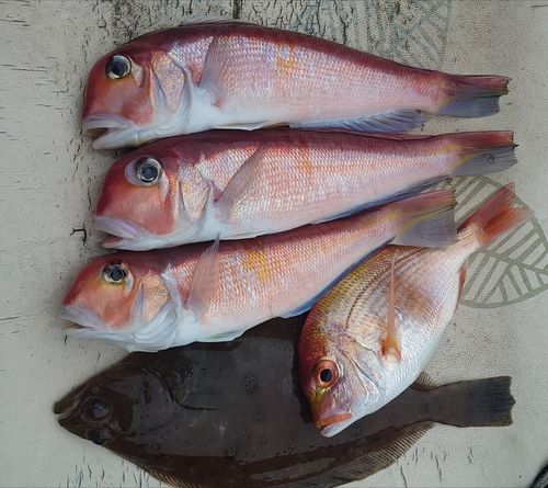 アカアマダイの釣果