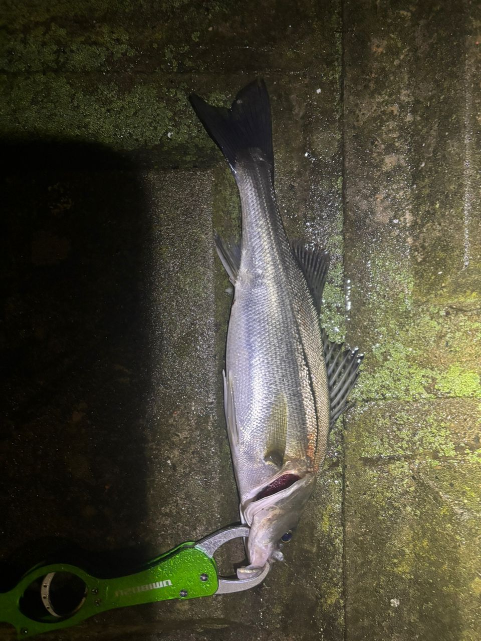 フッコ（マルスズキ）