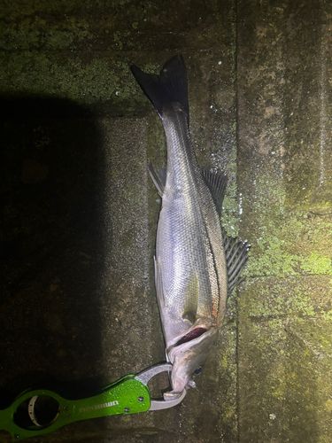 フッコ（マルスズキ）の釣果