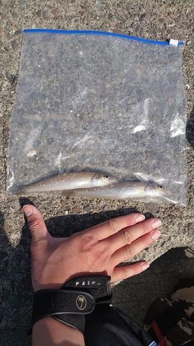 シロギスの釣果