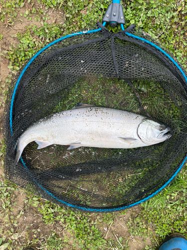 サクラマスの釣果