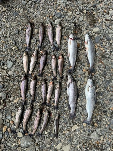 ニジマスの釣果