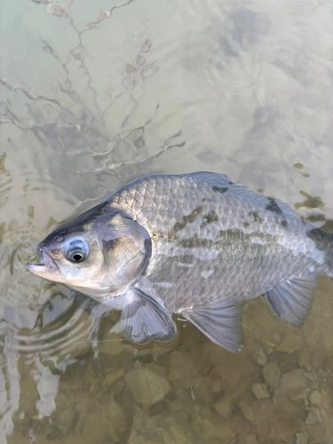 ヘラブナの釣果