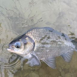 ヘラブナ