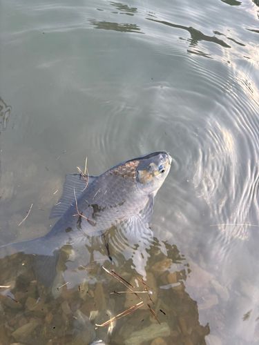 ヘラブナの釣果