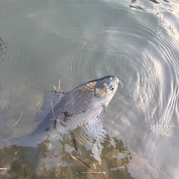 ヘラブナ