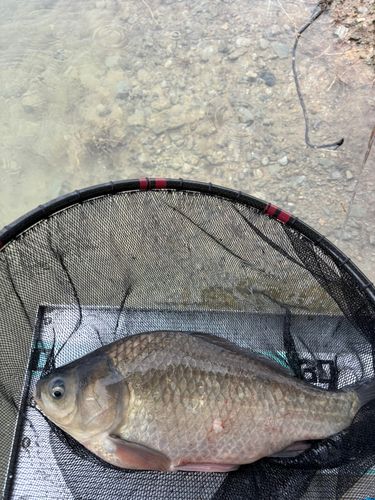 ヘラブナの釣果