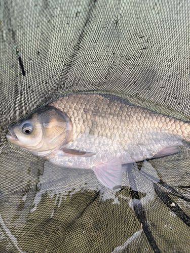 ヘラブナの釣果