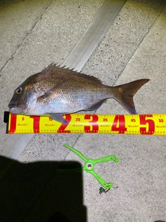 タイの釣果
