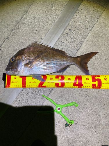 タイの釣果