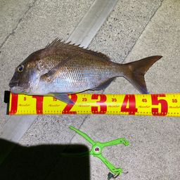 タイ