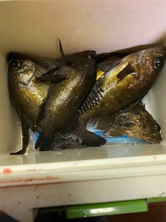 シロメバルの釣果