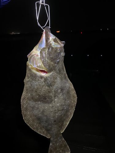 ヒラメの釣果