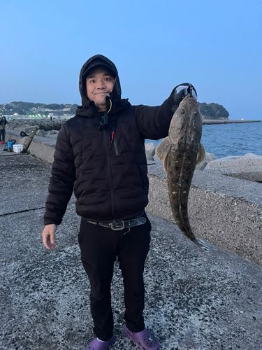 マゴチの釣果
