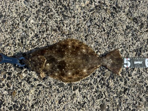 ヒラメの釣果