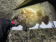 オウゴンムラソイの釣果