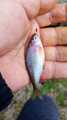ヤリタナゴの釣果
