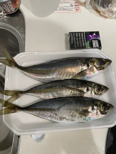 アジの釣果