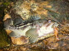 シマゾイの釣果