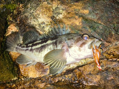 シマゾイの釣果