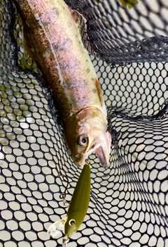 ヤマメの釣果