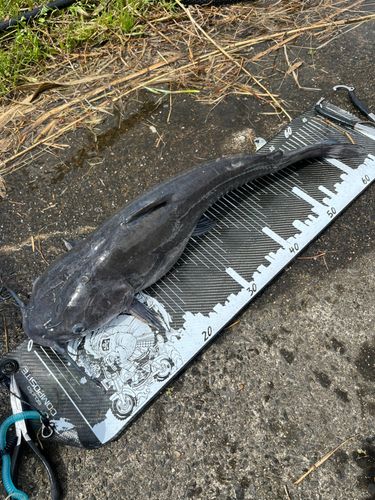 アメリカナマズ