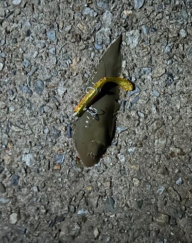 ウシノシタの釣果